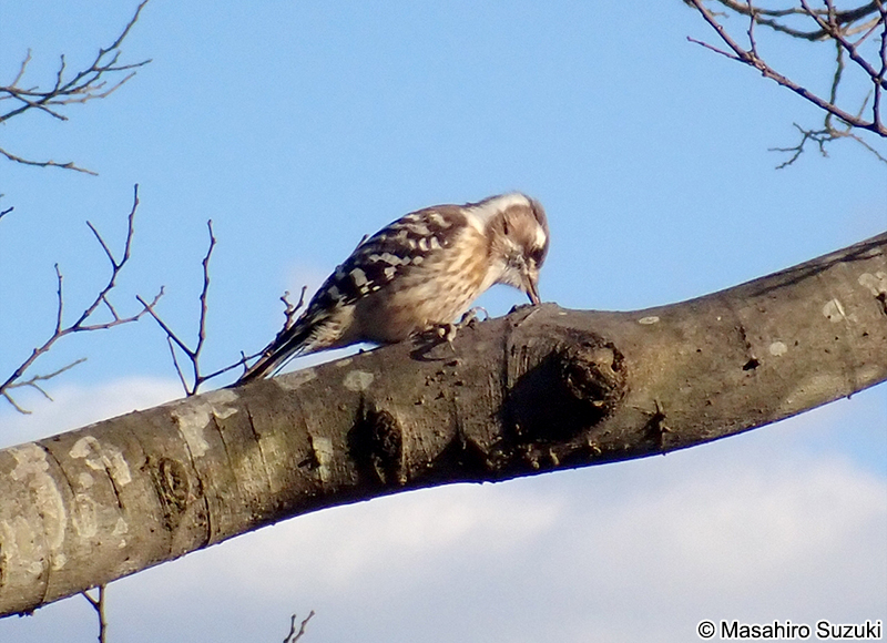 コゲラ Dendrocopos kizuki