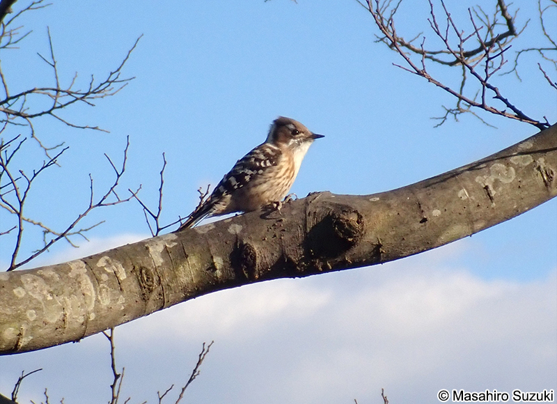 コゲラ Dendrocopos kizuki