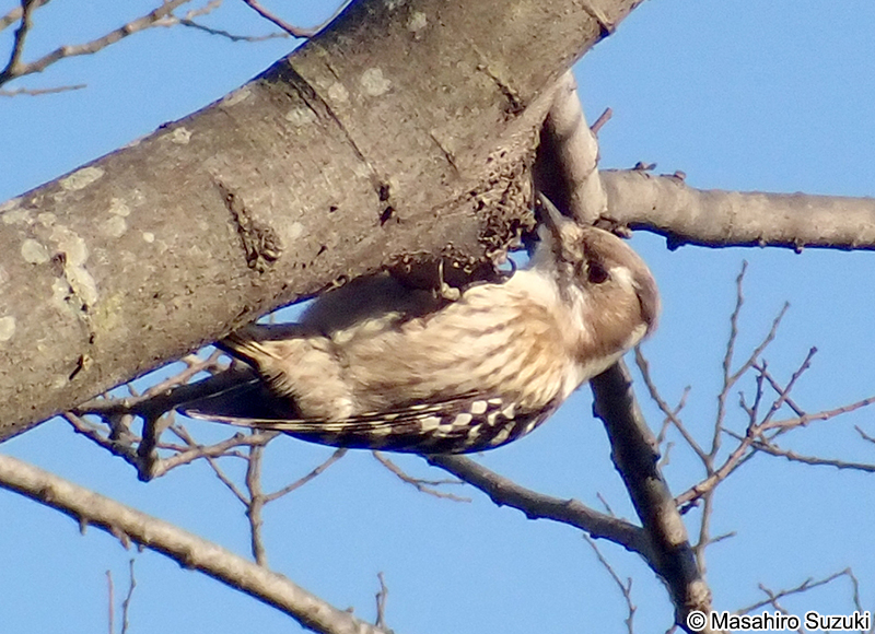 コゲラ Dendrocopos kizuki