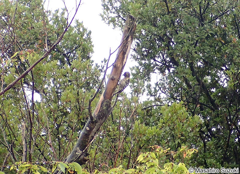 コゲラ Dendrocopos kizuki