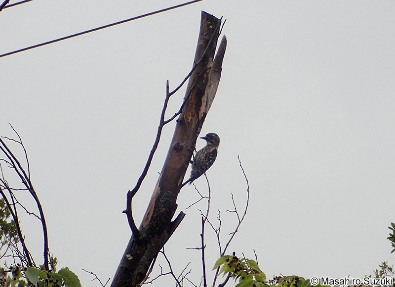 コゲラ Dendrocopos kizuki