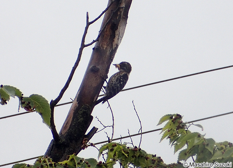 コゲラ Dendrocopos kizuki