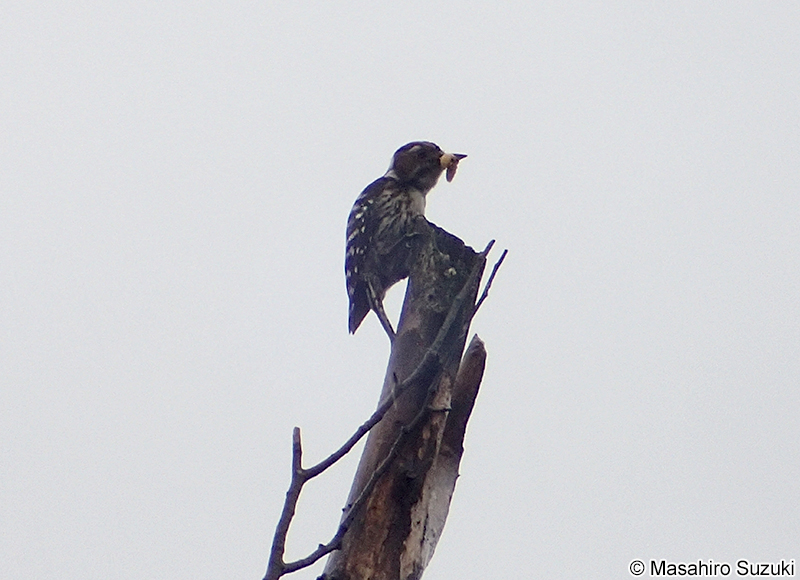 コゲラ Dendrocopos kizuki