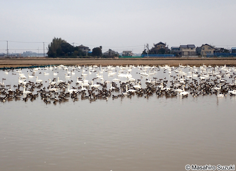 コハクチョウ Cygnus columbianus