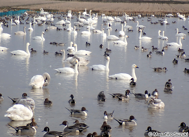コハクチョウ Cygnus columbianus
