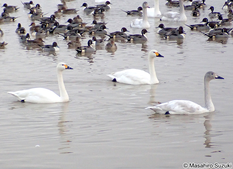 コハクチョウ Cygnus columbianus