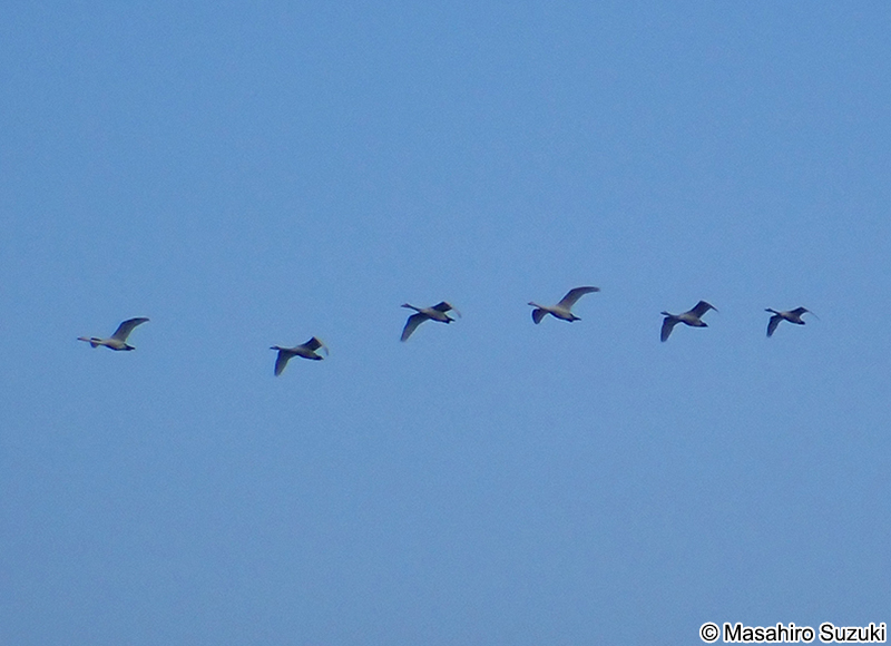 コハクチョウ Cygnus columbianus