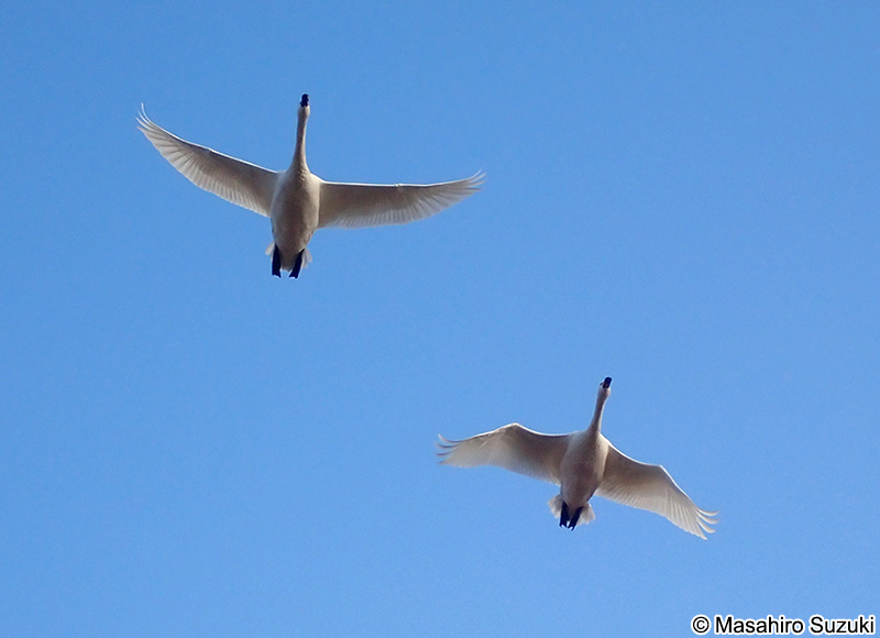 コハクチョウ Cygnus columbianus
