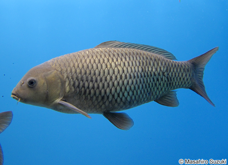 コイ Cyprinus carpia