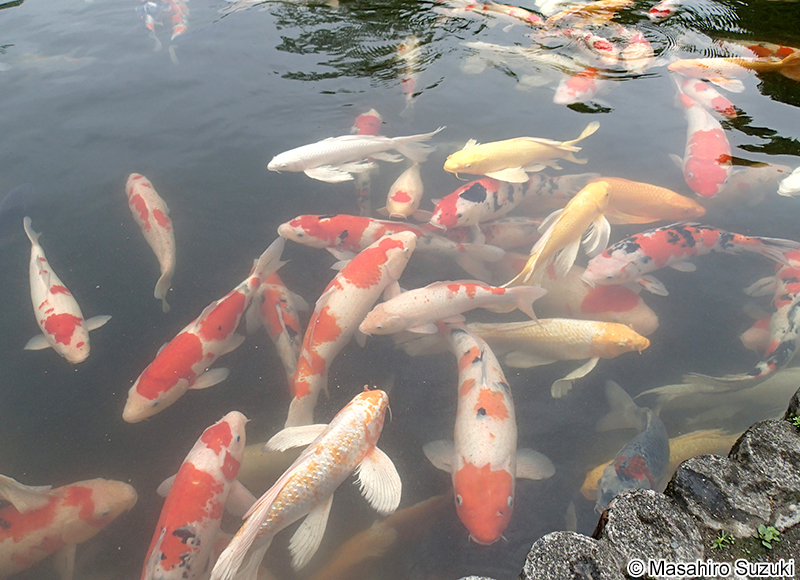 コイ Cyprinus carpia