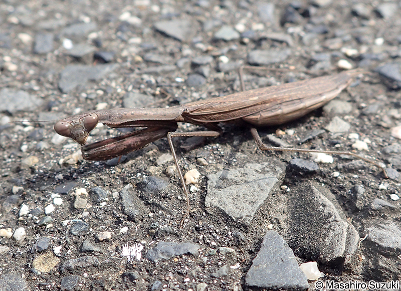 コカマキリ Statilia maculata
