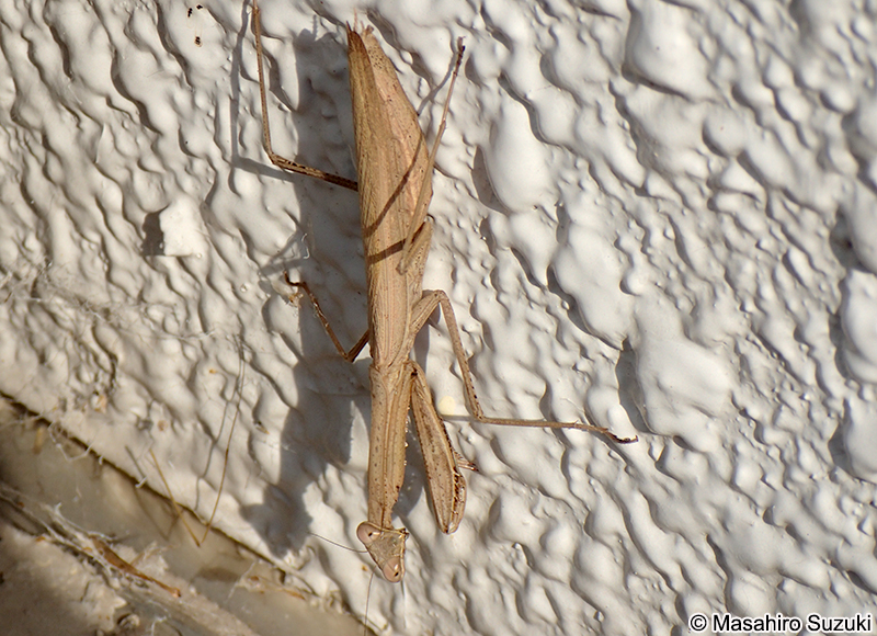 コカマキリ Statilia maculata