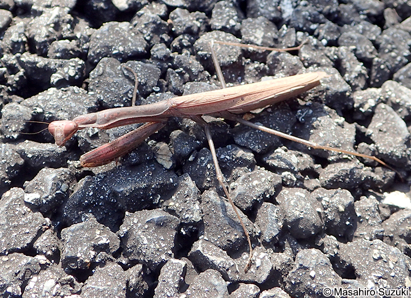 コカマキリ Statilia maculata