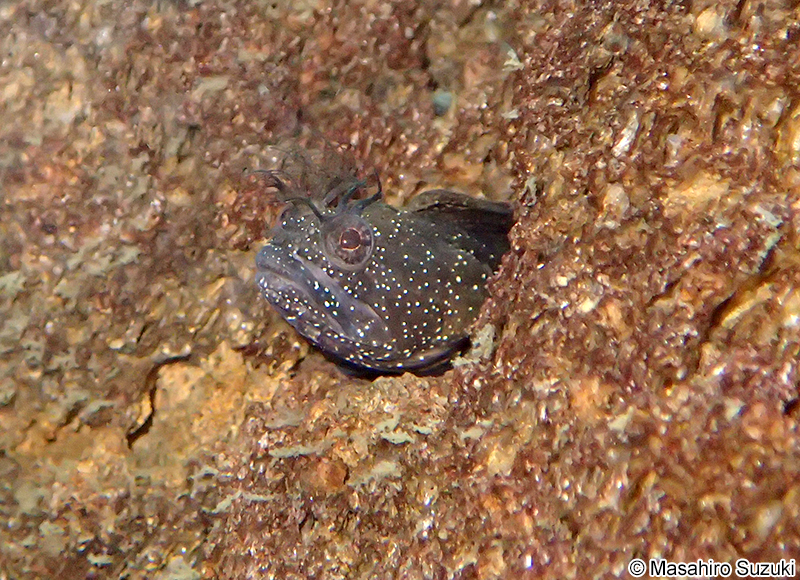 コケギンポ Neoclinus bryope