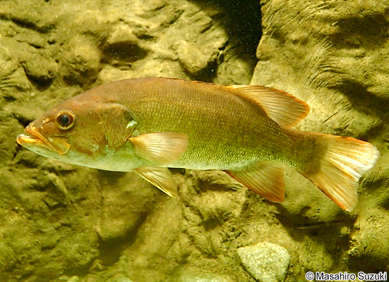 コクチバス Micropterus dolomieu