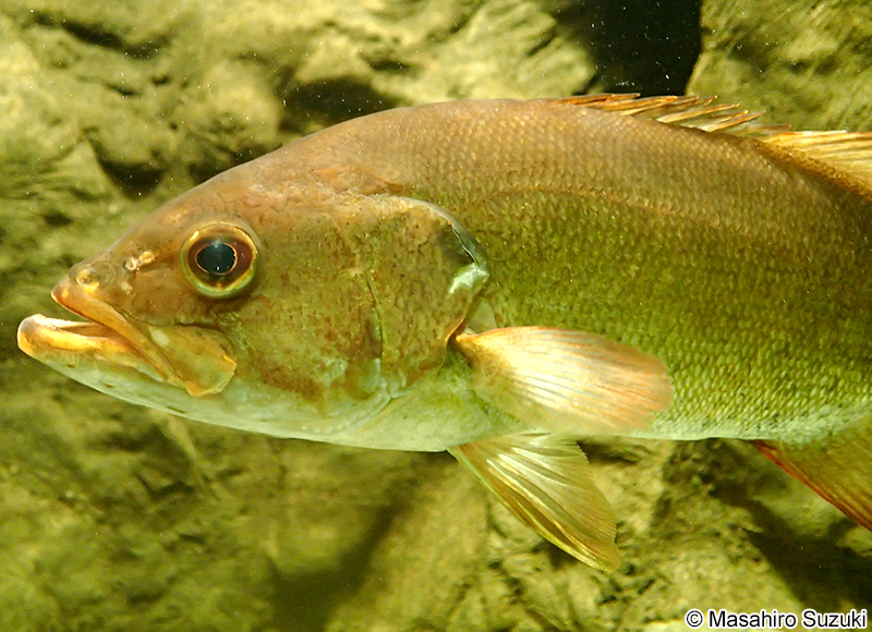 コクチバス Micropterus dolomieu