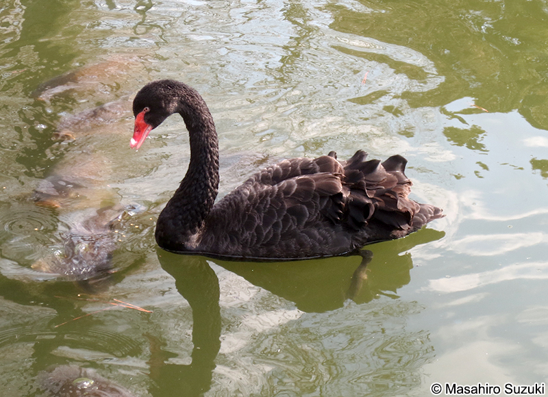 コクチョウ Cygnus atratus