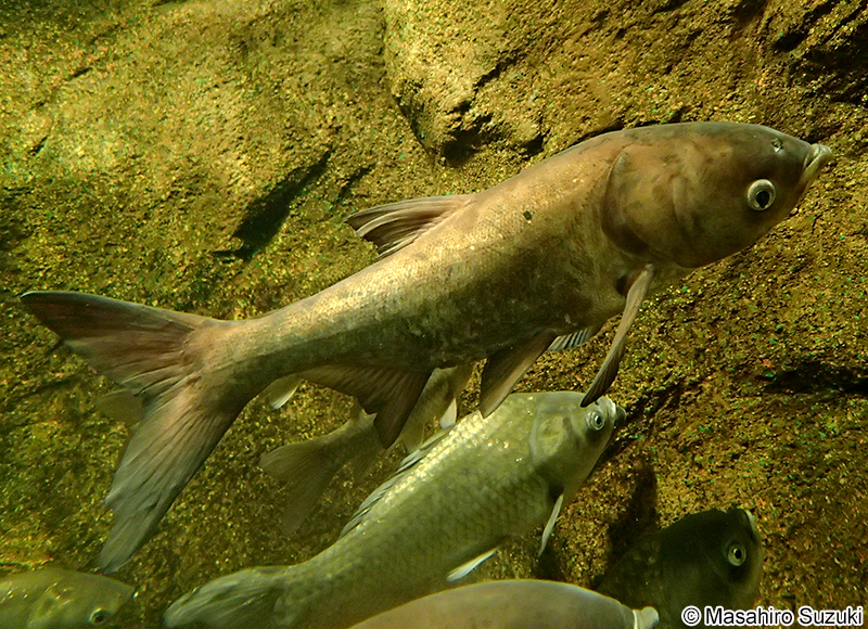 コクレン Hypophthalmichthys nobilis