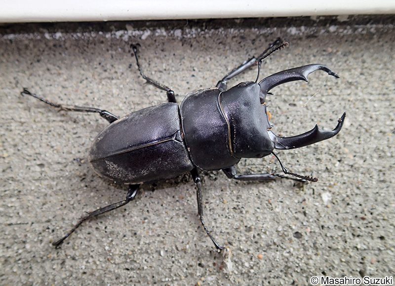 コクワガタ Dorcus rectus