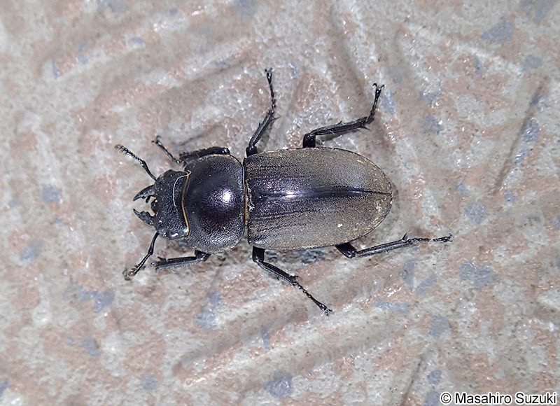 コクワガタ Dorcus rectus