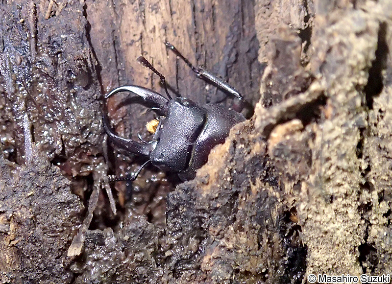コクワガタ Dorcus rectus