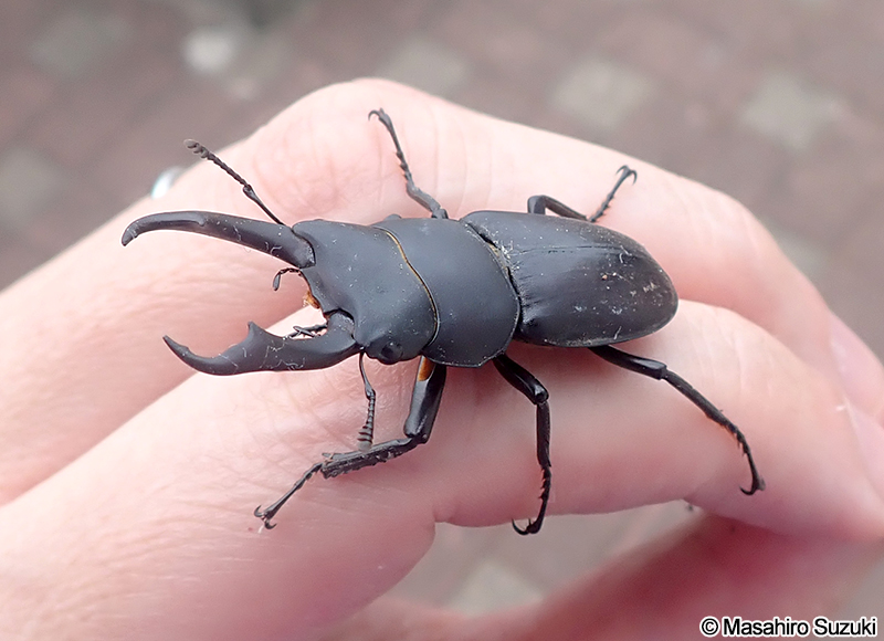 コクワガタ Dorcus rectus
