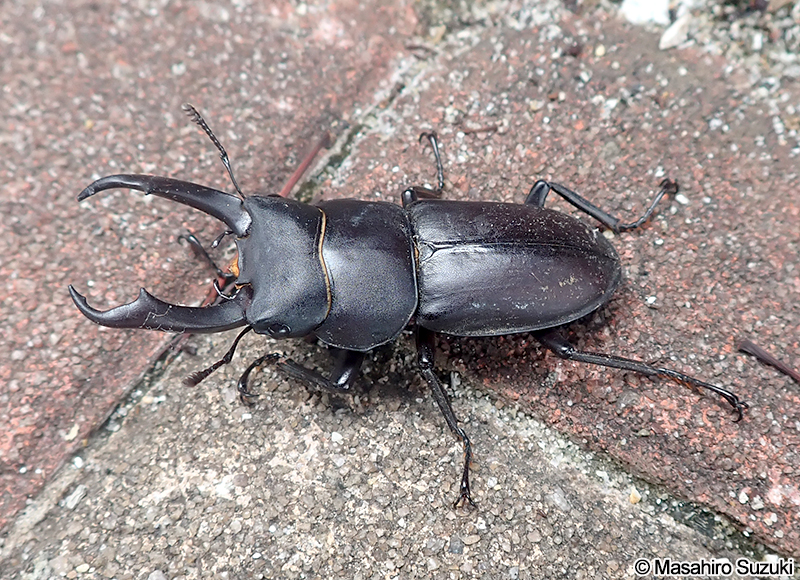 コクワガタ Dorcus rectus