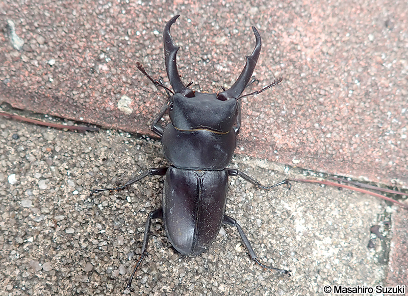 コクワガタ Dorcus rectus