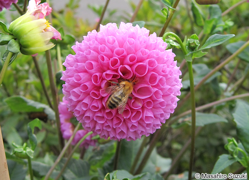 コマルハナバチ Bombus ardens