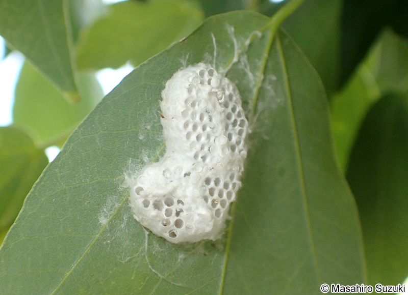 ナンカイカラスヨトウに寄生したコマユバチ類の繭