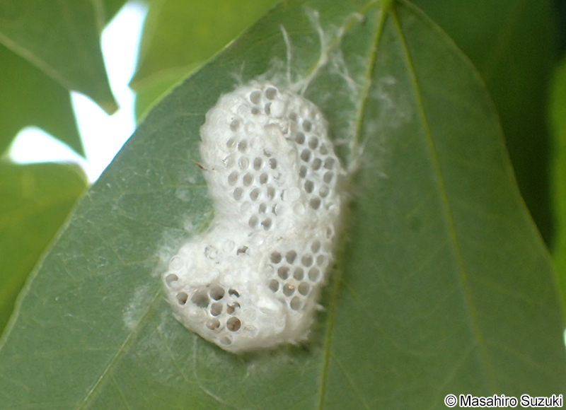 ナンカイカラスヨトウに寄生したコマユバチ類の繭