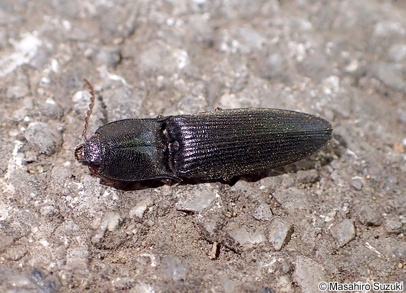 コメツキムシ科 Elateridae