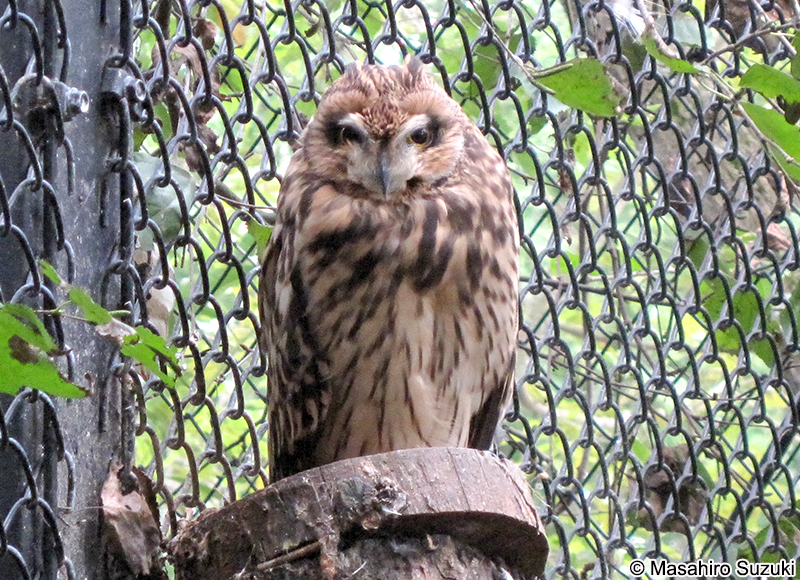 コミミズク Asio flammeus