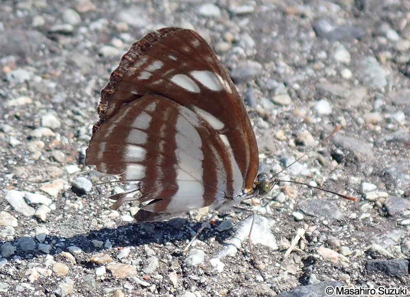 コミスジ Neptis sappho