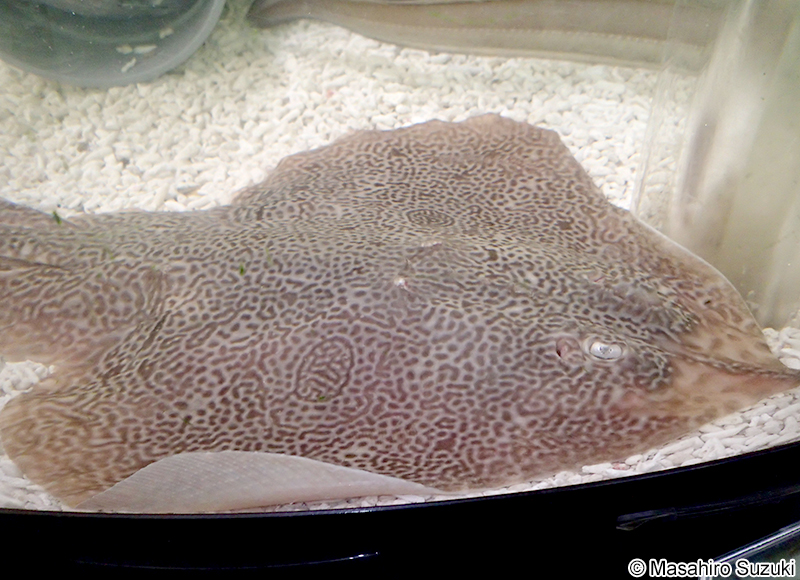 コモンカスベ Okamejei kenojei