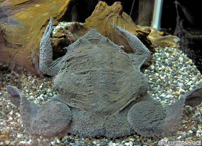 コモリガエル Pipa pipa