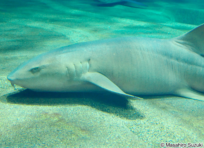 コモリザメ Ginglymostoma cirratum