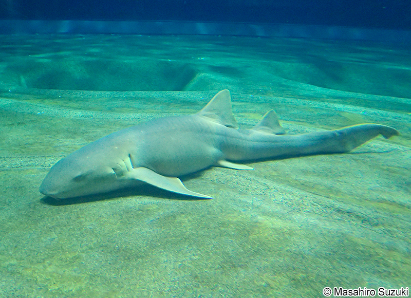 コモリザメ Ginglymostoma cirratum