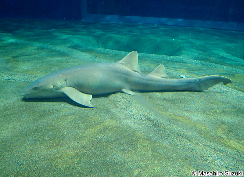 コモリザメ Ginglymostoma cirratum