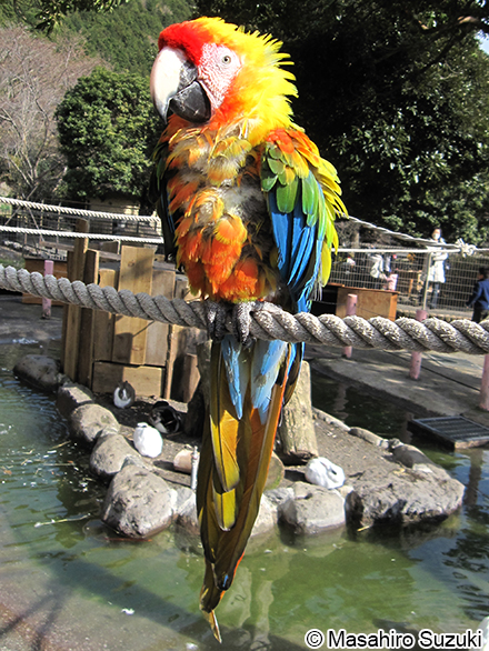 コンゴウインコ Ara macao