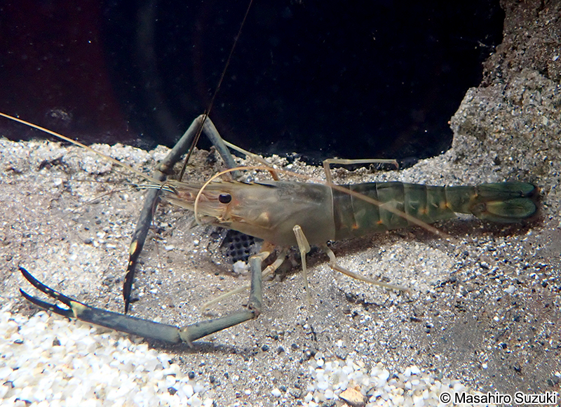 コンジンテナガエビ Macrobrachium lar