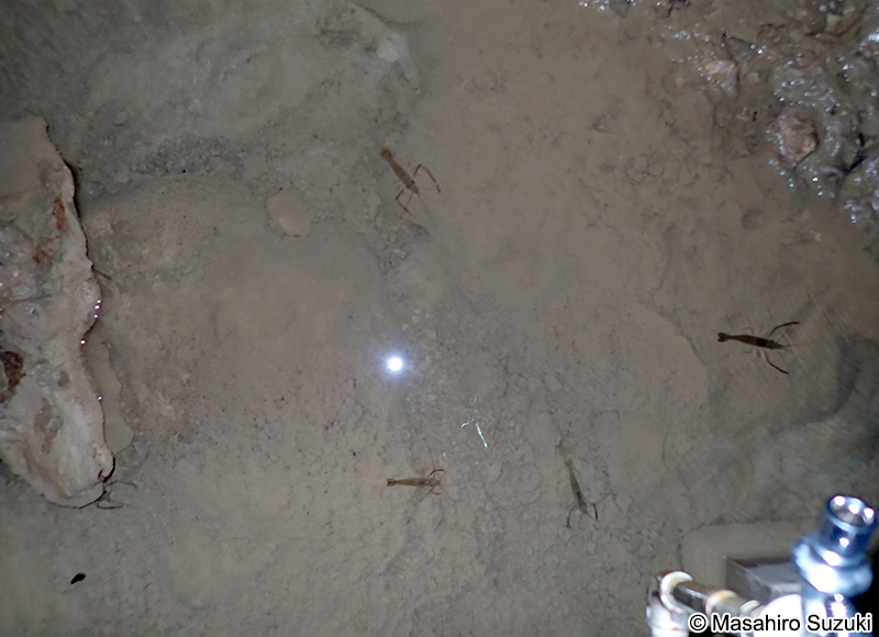 コンジンテナガエビ Macrobrachium lar