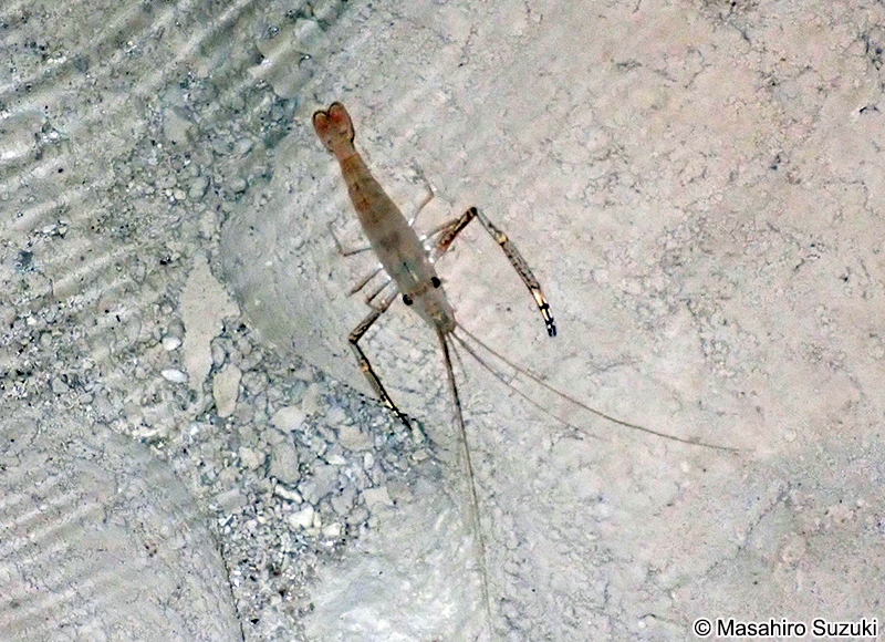 コンジンテナガエビ Macrobrachium lar