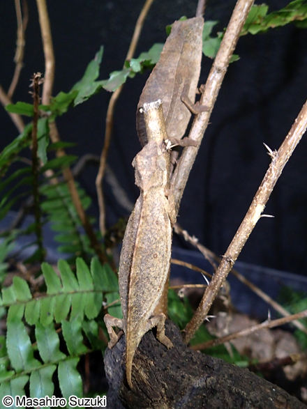 カレハカメレオン属の1種 Rhampholeon sp.