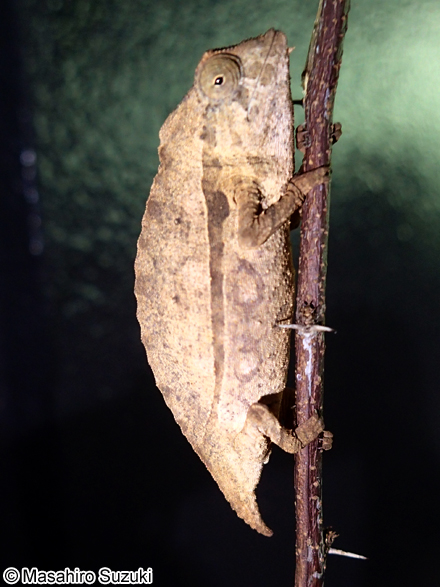 カレハカメレオン属の1種 Rhampholeon sp.