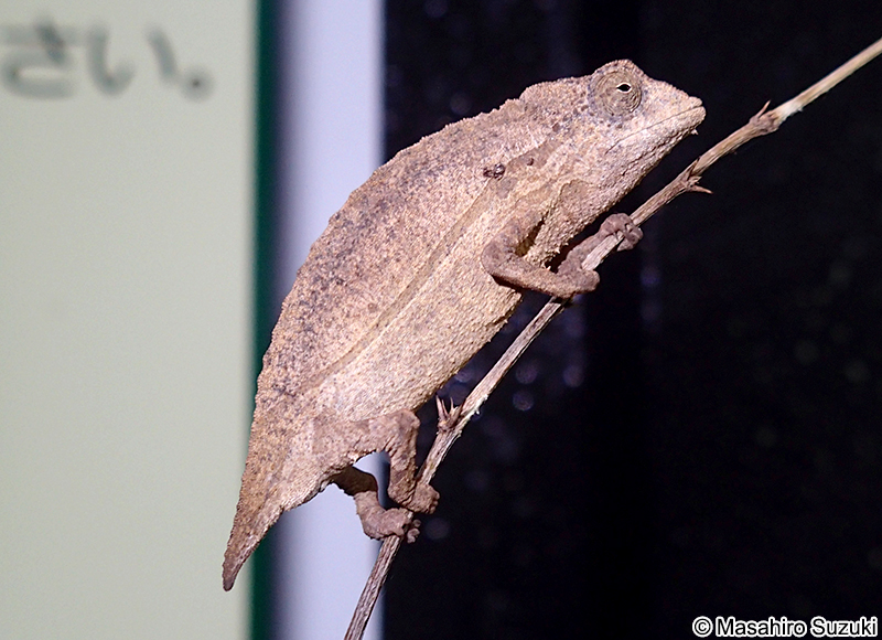 カレハカメレオン属の1種 Rhampholeon sp.