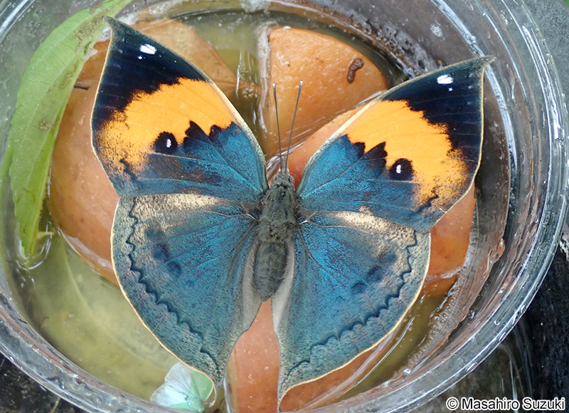 コノハチョウ Kallima inachus