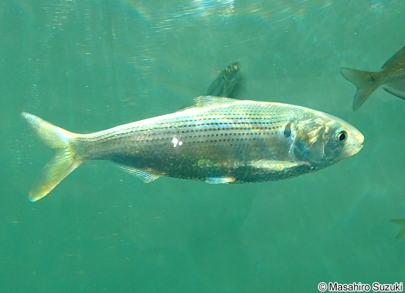 コノシロ Konosirus punctatus