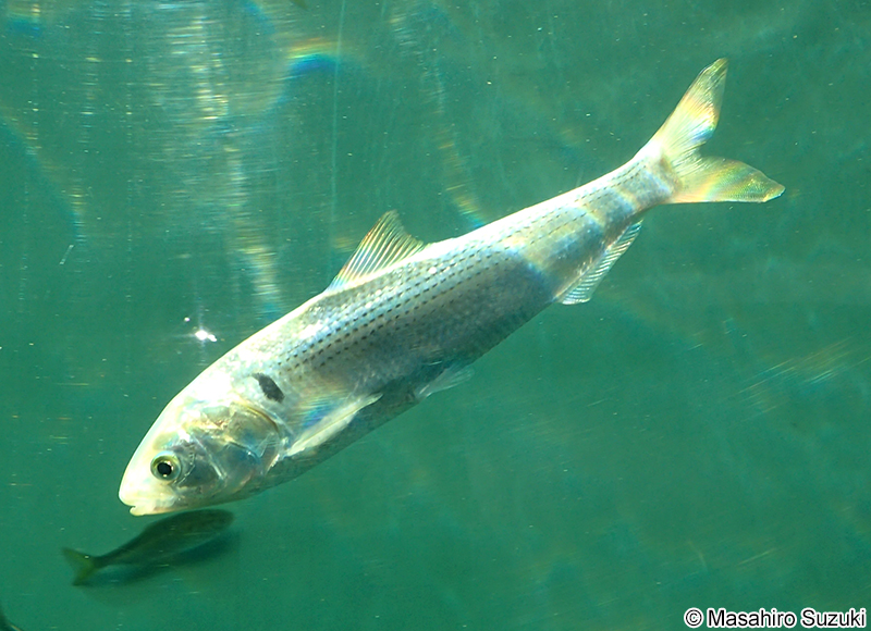 コノシロ Konosirus punctatus