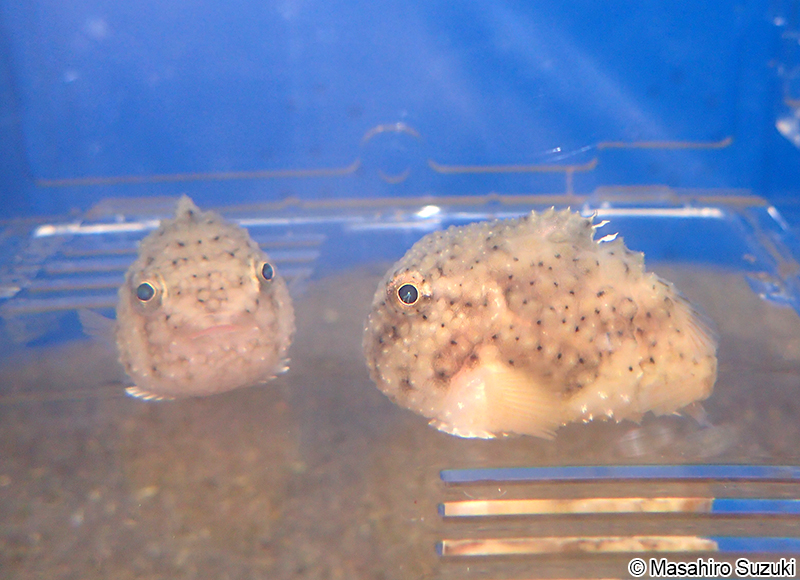 コンペイトウ Eumicrotremus asperrimus